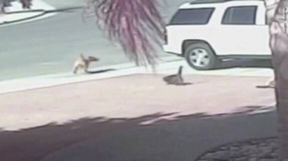 HERO: A still from the YouTube video shows Tara the cat in pursuit of the attack dog.