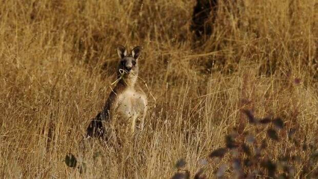 DELWP approves cull of 2180 kangaroos