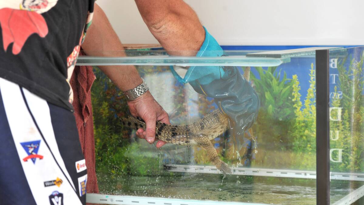 ALL SMILES: Warren the pet crocodile at home with his owner Nic Dyer. Picture: JODIE DONNELLAN