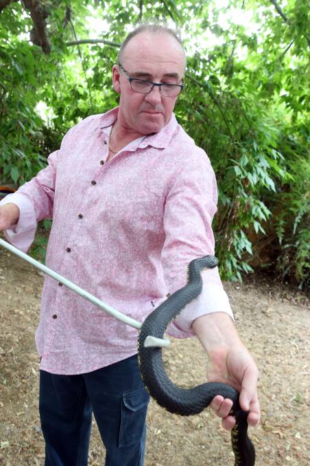 CAUGHT: Snake catcher George Moore and 'Hugo Boss' the tiger snake. Picture: LIZ FLEMING
