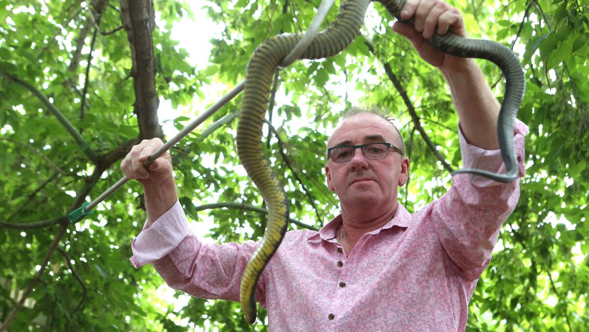 CAUGHT: Snake catcher George Moore and 'Hugo Boss' the tiger snake. Picture: LIZ FLEMING