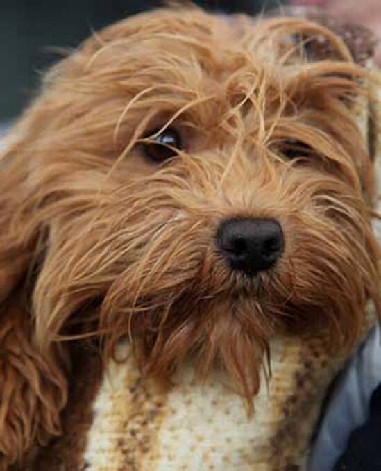 Council looks to charge puppy farm