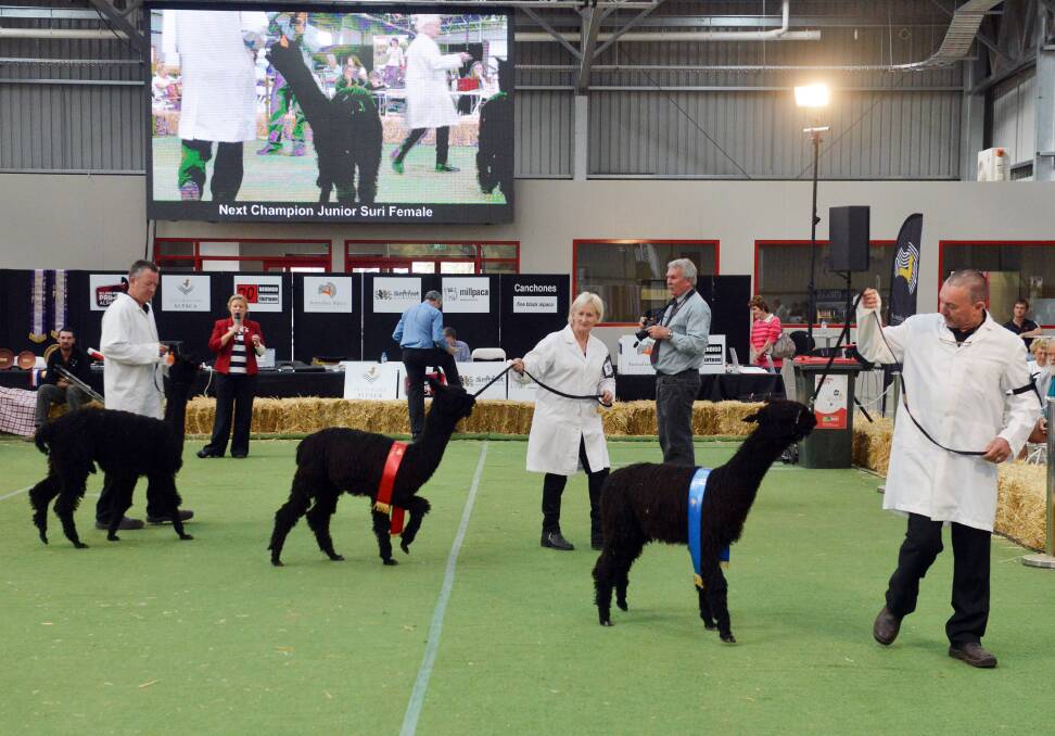 Judging at the annual Alpaca Show and Sale. Picture: BRENDAN McCARTHY