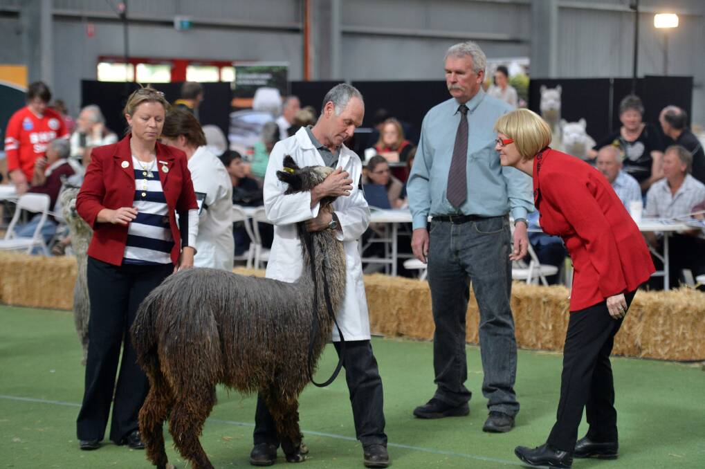 Judging at the annual Alpaca Show and Sale. Picture: BRENDAN McCARTHY