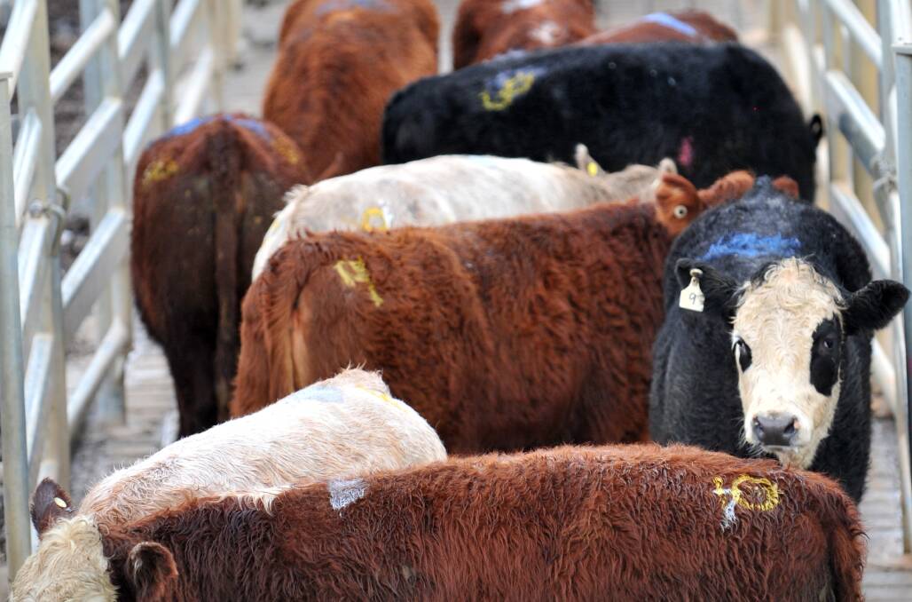 Bendigo cattle sales 28.04.2015