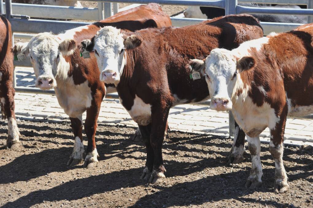 Bendigo cattle sales 07.07.2015