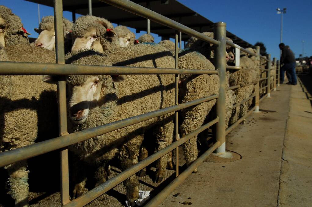 Bendigo sheep and lamb sales 25.05.2015