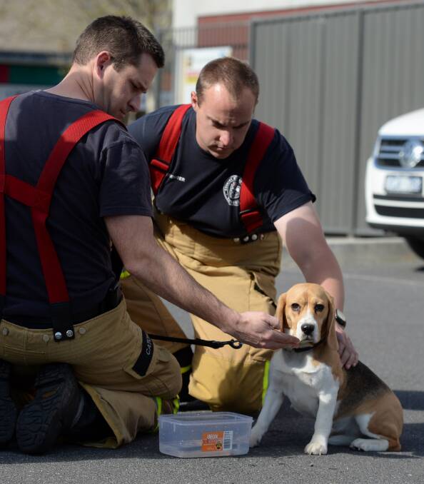 Firefighters free Sundee the dog from a locked car.
