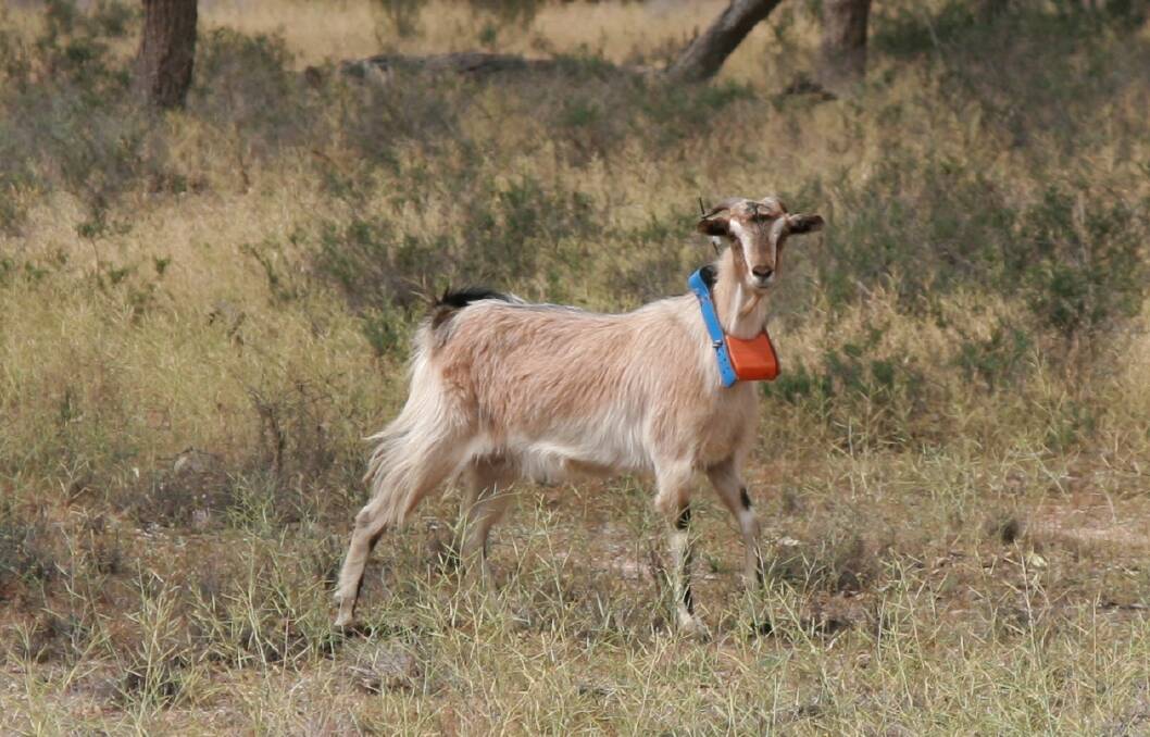 SHOOT: A 'Judas goat' wearing a tracking device that will help hunters find the animals.