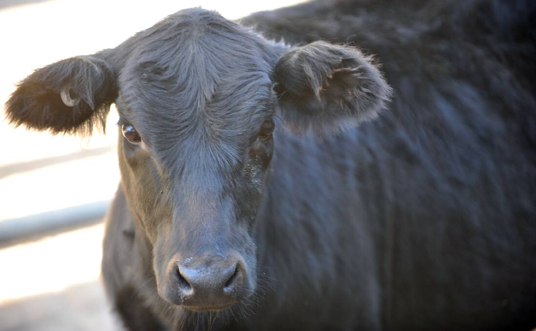 Bendigo cattle sales 05.05.2015