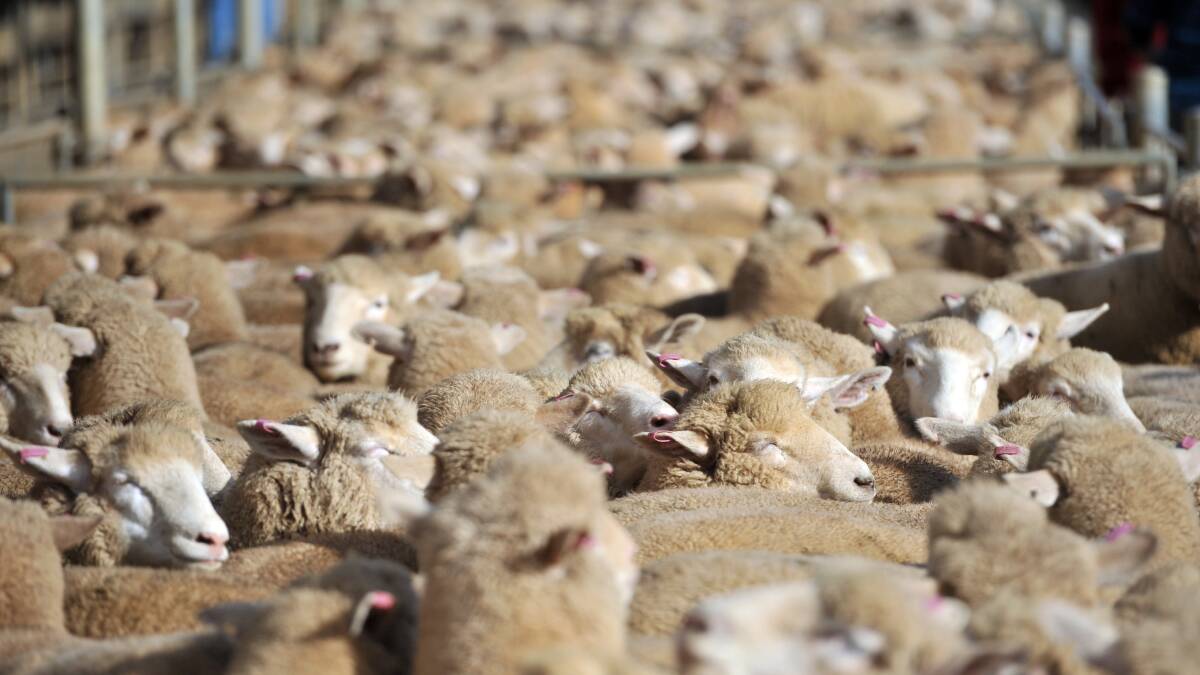 Bendigo sheep and lamb sales 06.07.2015