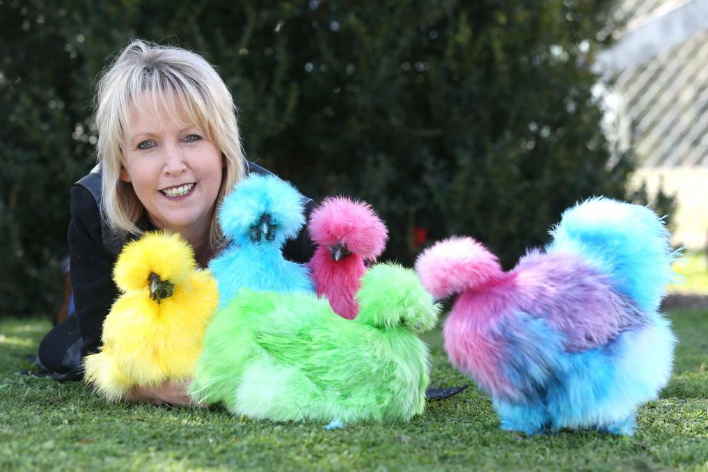 PECKING ORDER: Tania Craperi's multi-coloured silkie chickens are popular sellers at community markets throughout the Border and North East. Find them at Yarrawonga Rotary Market on Sunday. Picture: ELENOR TEDENBORG