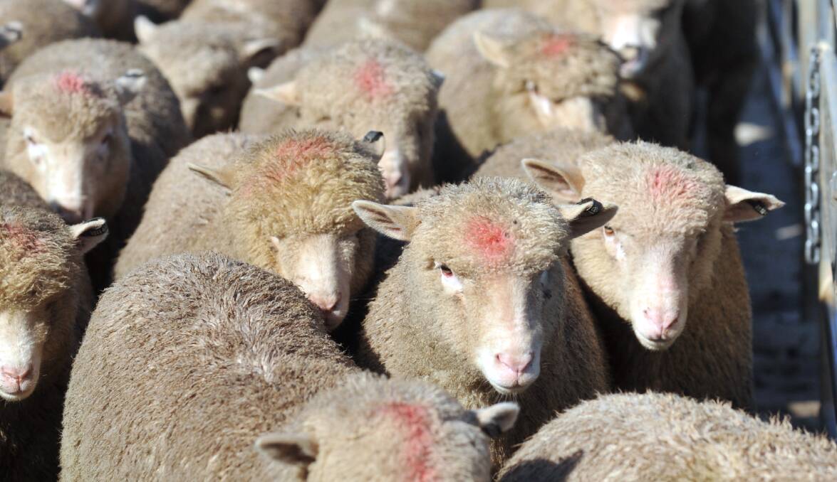 Bendigo sheep and lamb sales 27.04.2015