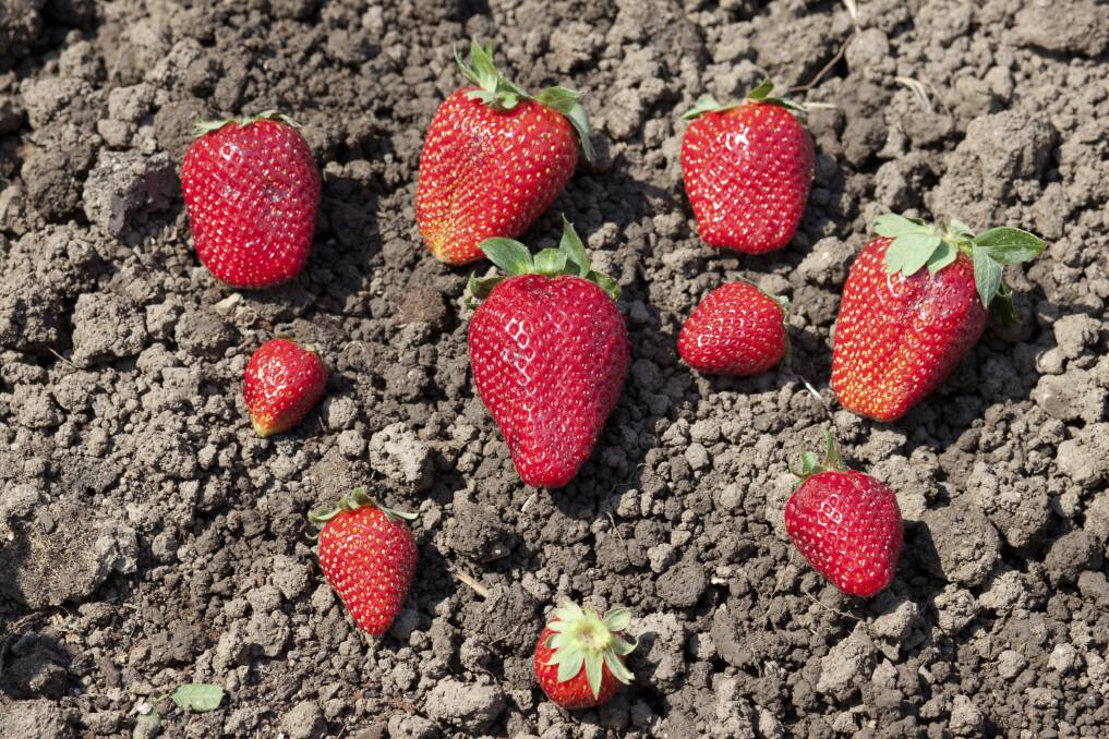 In 1806 Michael Keen, of Isleworth, exhibits the first edible cultivated strawberry, which he calls Keen's Seedling.
