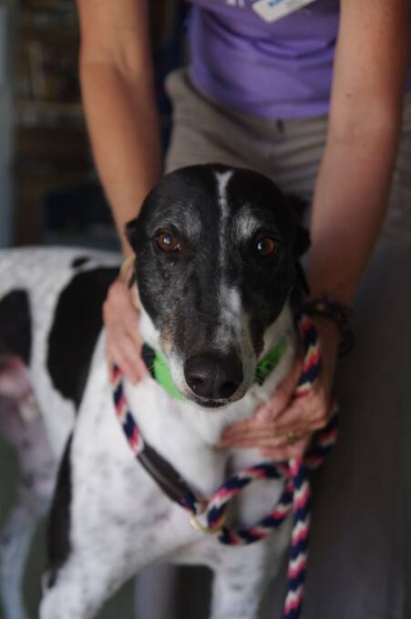 See who's waiting for adoption at the Bendigo and Castlemaine RSPCA shelters.