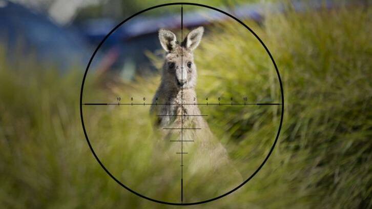 The number of Kangaroos allowed to be culled in Victoria has more than doubled in two years.