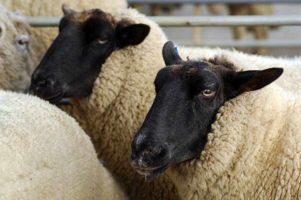 Bendigo sheep and lamb sales 04.05.2015