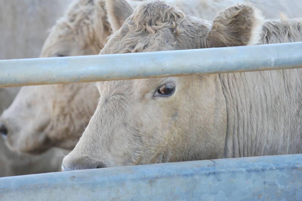 Bendigo cattle sales 14.04.2015