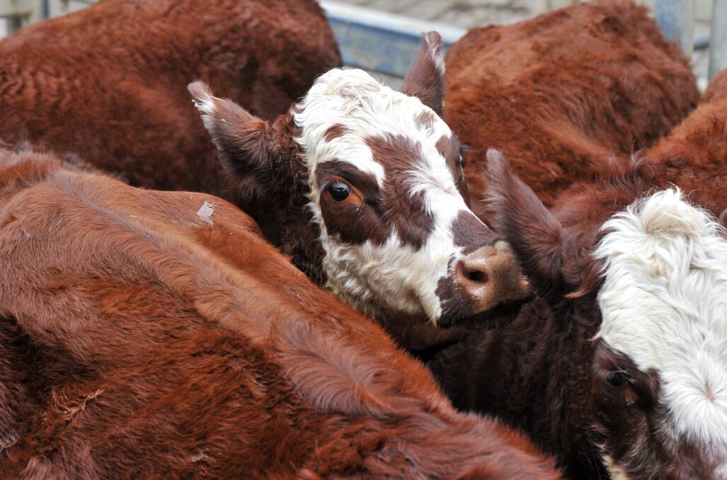 Bendigo cattle sales 17.03.15