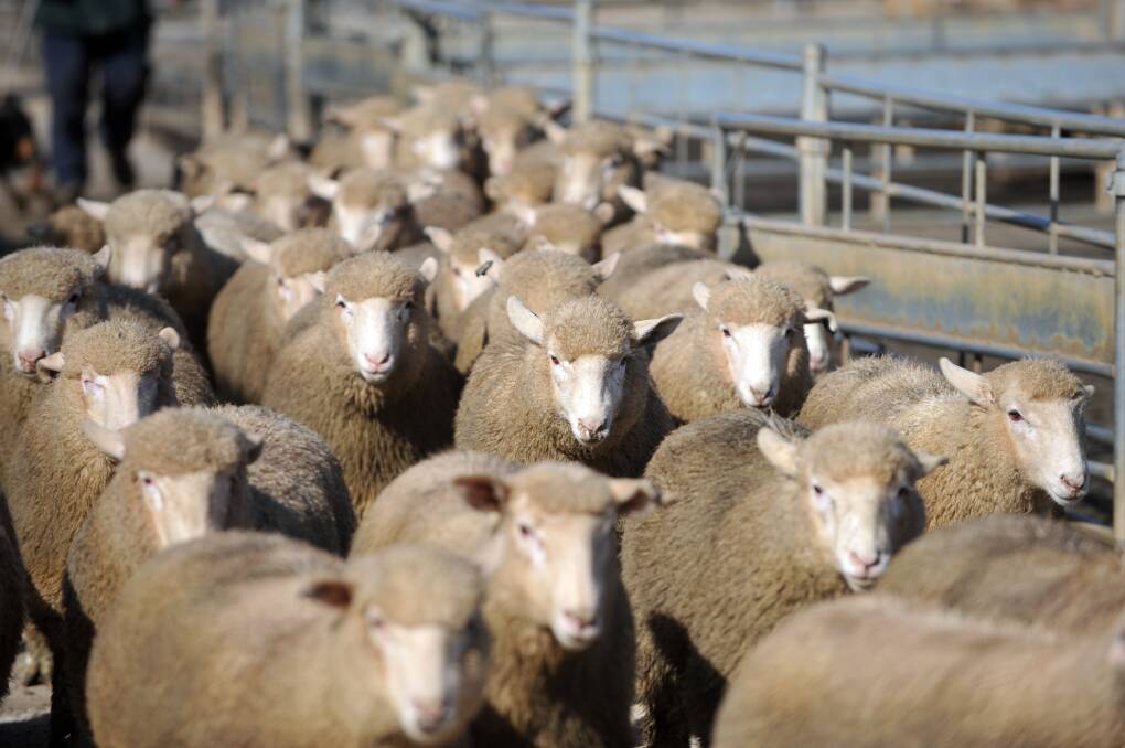 Bendigo sheep and lamb sales 13.04.2015