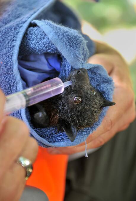 CUTE: Stephen Boyes gives water to a three-month-old flying fox. Picture: JODIE DONNELLAN