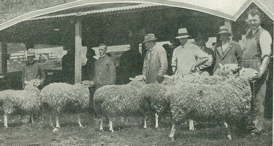 1933 Leading up to the Bendigo Show, we will be printing some flashback photos from October 1933.  This one features Mr S.R. Thomas judging the Border Leicester ewes at the Bendigo Show.