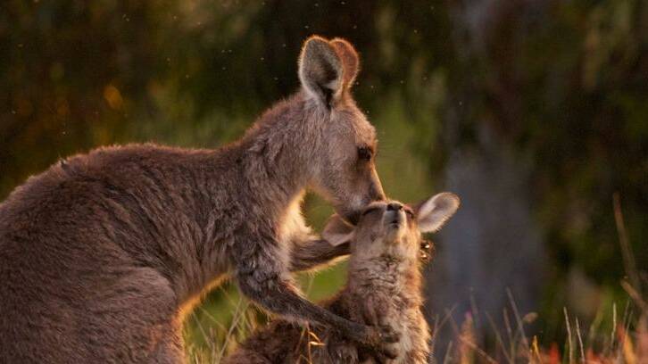 The number of Eastern Grey kangaroos allowed to be culled in Victoria hit almost 170,000 last year. Photo: Greg Stooley