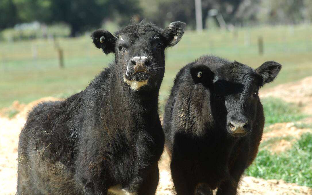 Bendigo cattle sales 26.05.2015