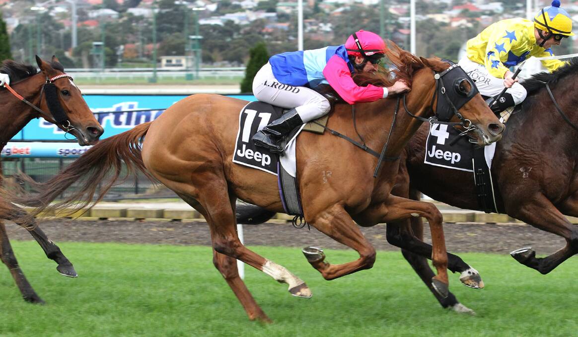 CLASS MARE: Bendigo galloper Hai Lil is one of the horses to beat in the Gold Bracelet on Saturday.