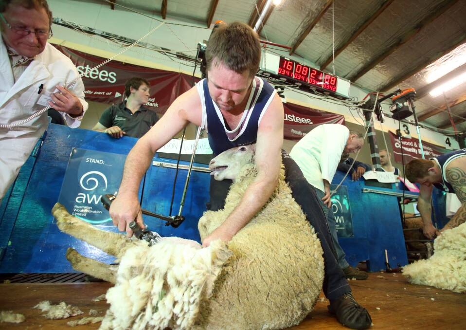 GO: Jason Wingfield wins sheep shearing. Picture: GLENN DANIELS