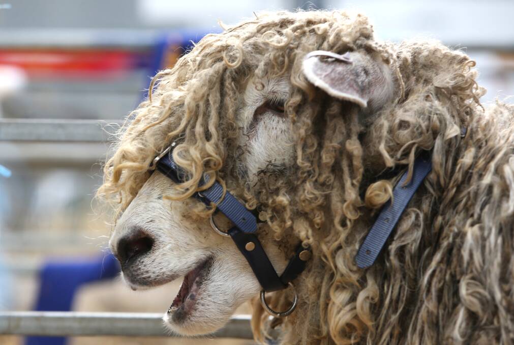 Sheep Show at the Bendigo Show Grounds on Sunday. Picture: GLENN DANIELS