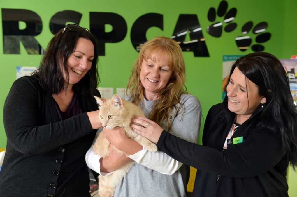 WORTHY CAUSE:  Danielle Finch of DHS/Centrelink, the RSPCA's Leanne Strauss of RSPCA and Angela Stewart of DHS/Centrelink spend time with Marcus the cat. Picture: BRENDAN McCARTHY
