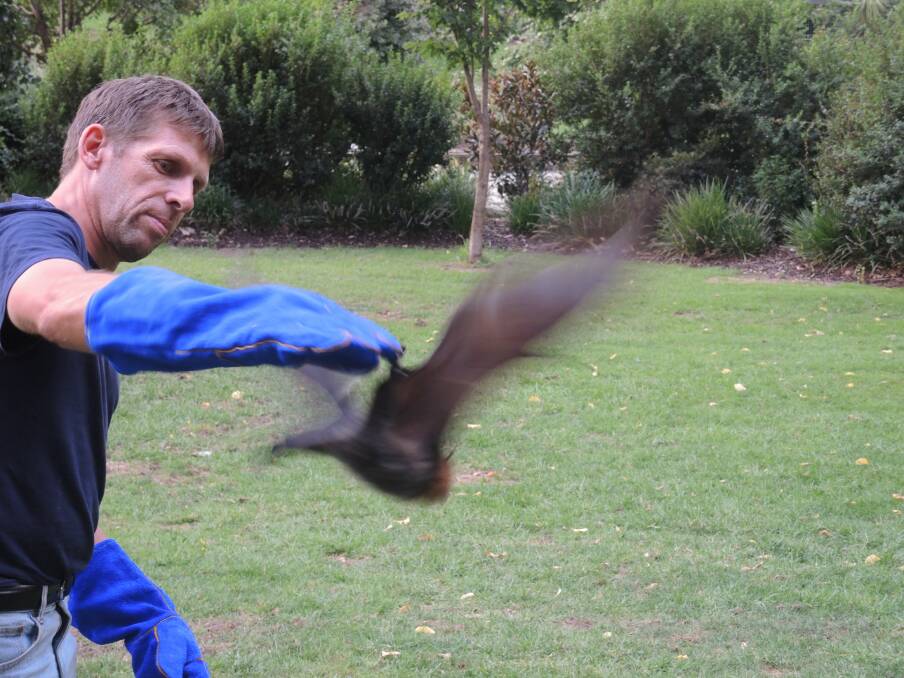 RELEASE: Stephen Boyes returns one of the flying foxes to Rosalind Park.
