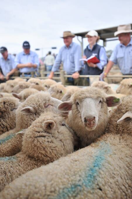 Bendigo sheep and lamb sales 22.06.2015