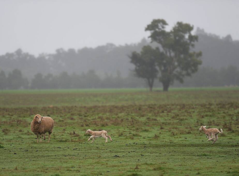 DOWNPOUR: Lamb prices have risen following recent rains.