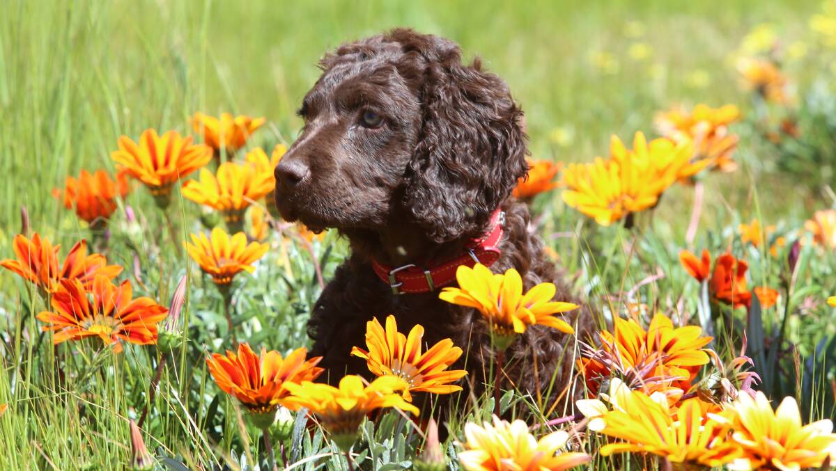 Murray River Curly Coated Retriever Association meet in Bendigo.
10 week old Nell.
Picture: PETER WEAVING