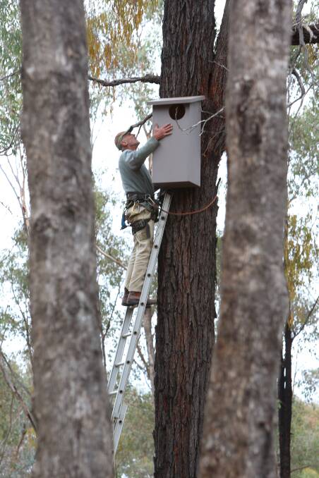 Powerfull Owl and Barking Owl being placed 8 metre up trees by David Griffiths for Trust For Nature. Photo Peter Weaving 230413