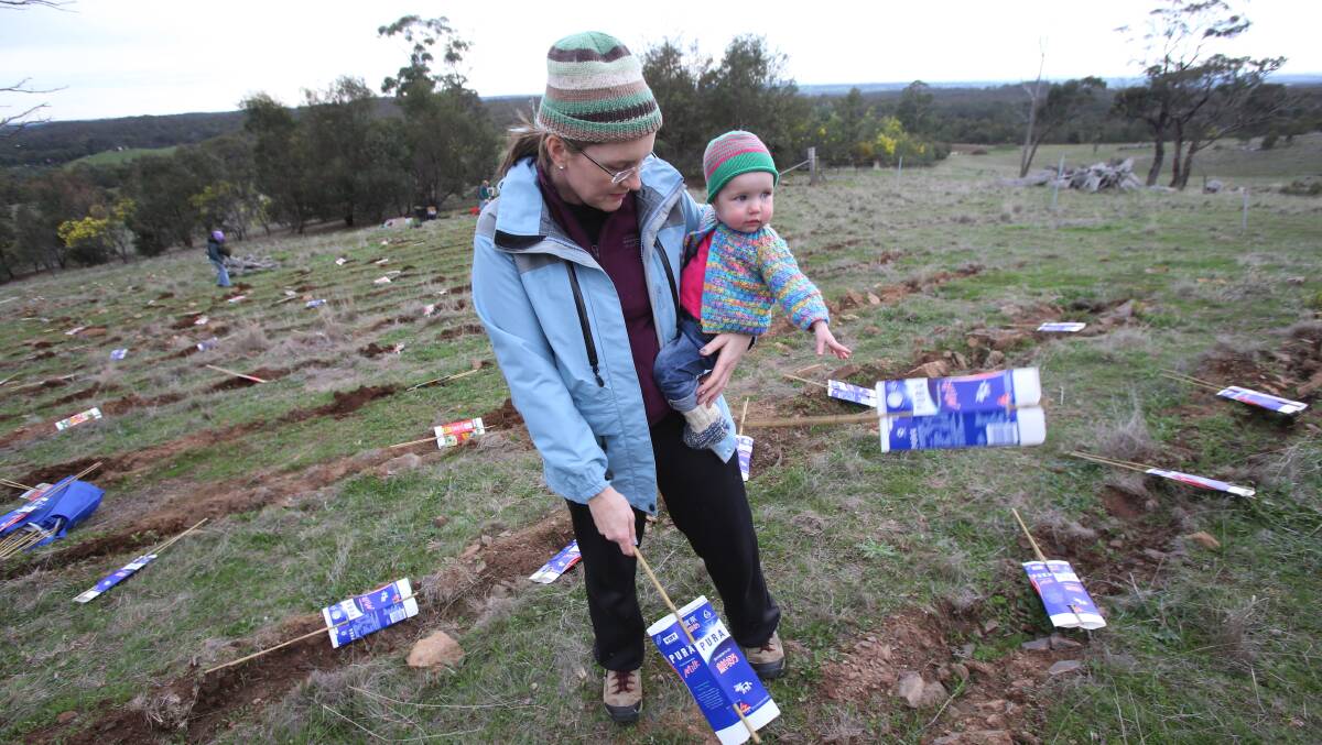 Tree Planting for National Tree Day in Sutton Grange Sedgwick on Sunday.
Jacinta Allan and Peggy putting out the cartons.
Pictures: Peter Weaving
290713