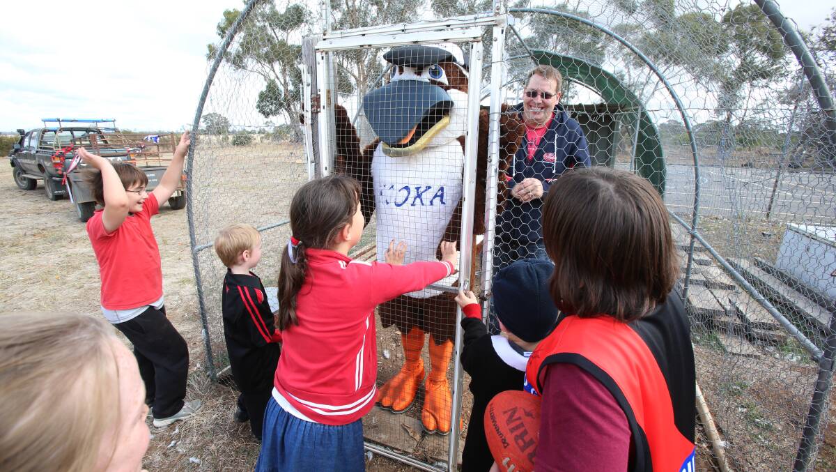 Caged Kooka at Drummartin Primary School.
Photo Peter Weaving 220413