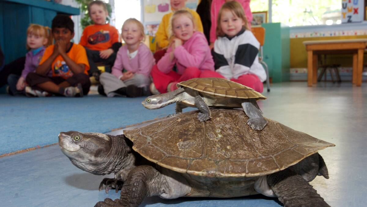 Murtle the turtle with junior at the Sth Bendigo Pre School. Picture ; PETER HYETT.