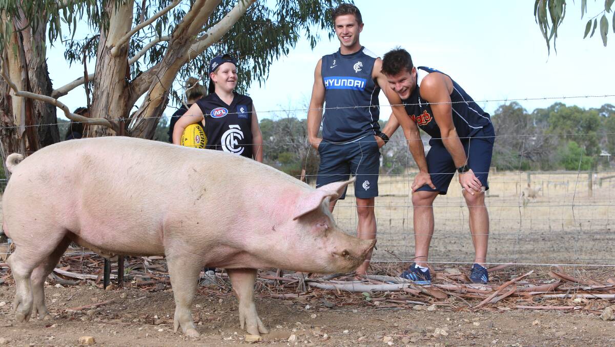 11-year-old Jacob Boyd from Madian Gully with Carlton stars Marc Murphy and Bryce Gibbs. Kick-to-kick in his back yard competition winner then Jacob showed them Borris the Pig. Photo Peter Weaving 080213