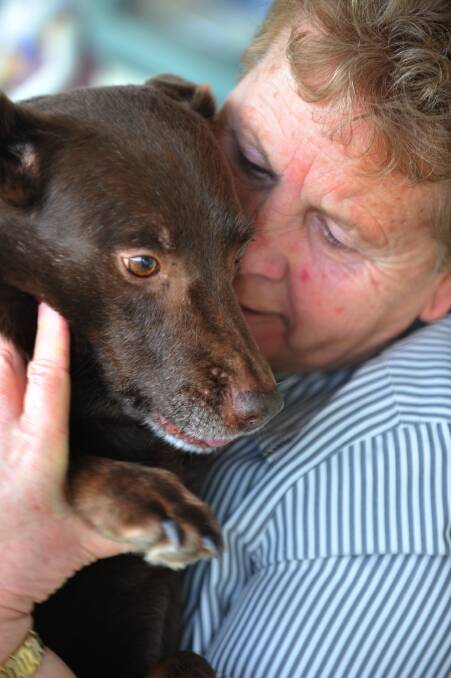 Dunolly kelpie breeder Carol Hobday with Cuddles, Red dogs mum. Picture: PETER WEAVING