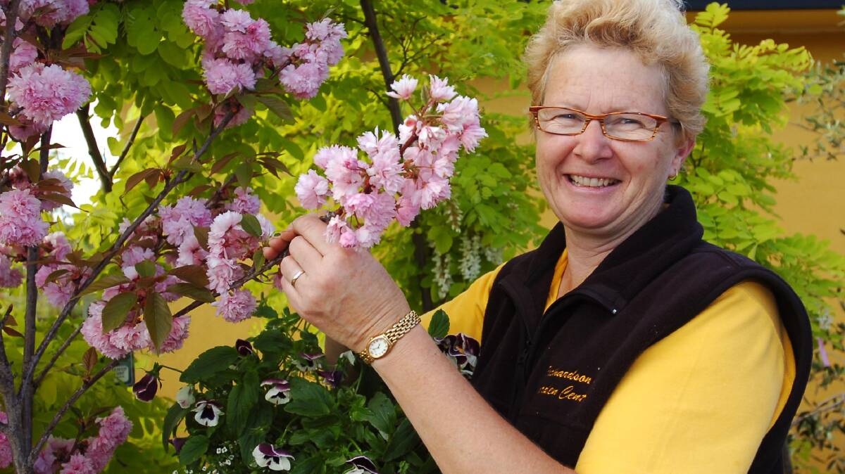 Sue Phillips (manager) from Richardson's Garden Centre is thrilled with the recent soaking rain.
pic ; LAURA SCOTT. 25.10.05