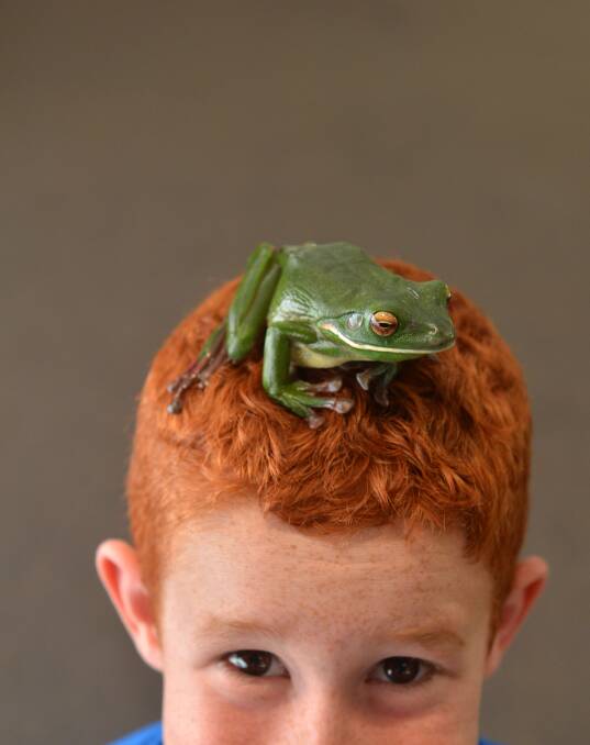 White lipped tree frog on Cooper Hale's head.
Wild Action zoo aminals St Josph's Primay School.
Picture: Peter Weaving