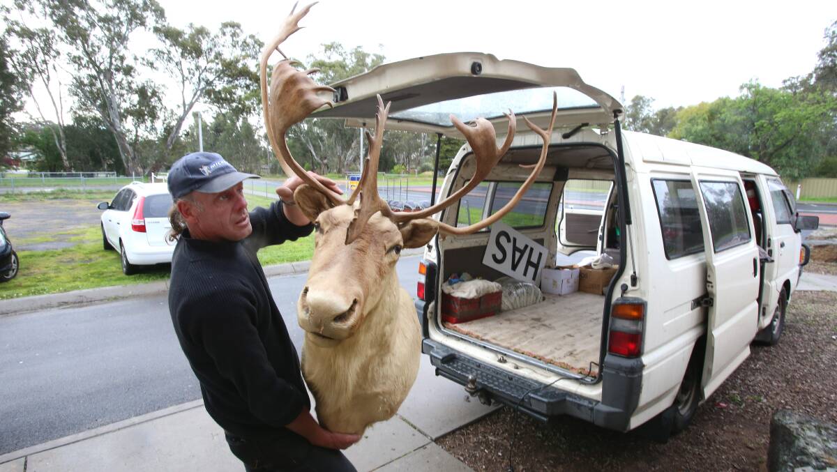 Kangaroo Flat leisure centre will be a showcase of all types of Antiques and Collectables from selected dealers and private collectors who will have all manner of collectables on offer.Garagenalia colector Adrian White from Sandringham arrives with his caribou head that is up for sale. Picture: PETER WEAVING