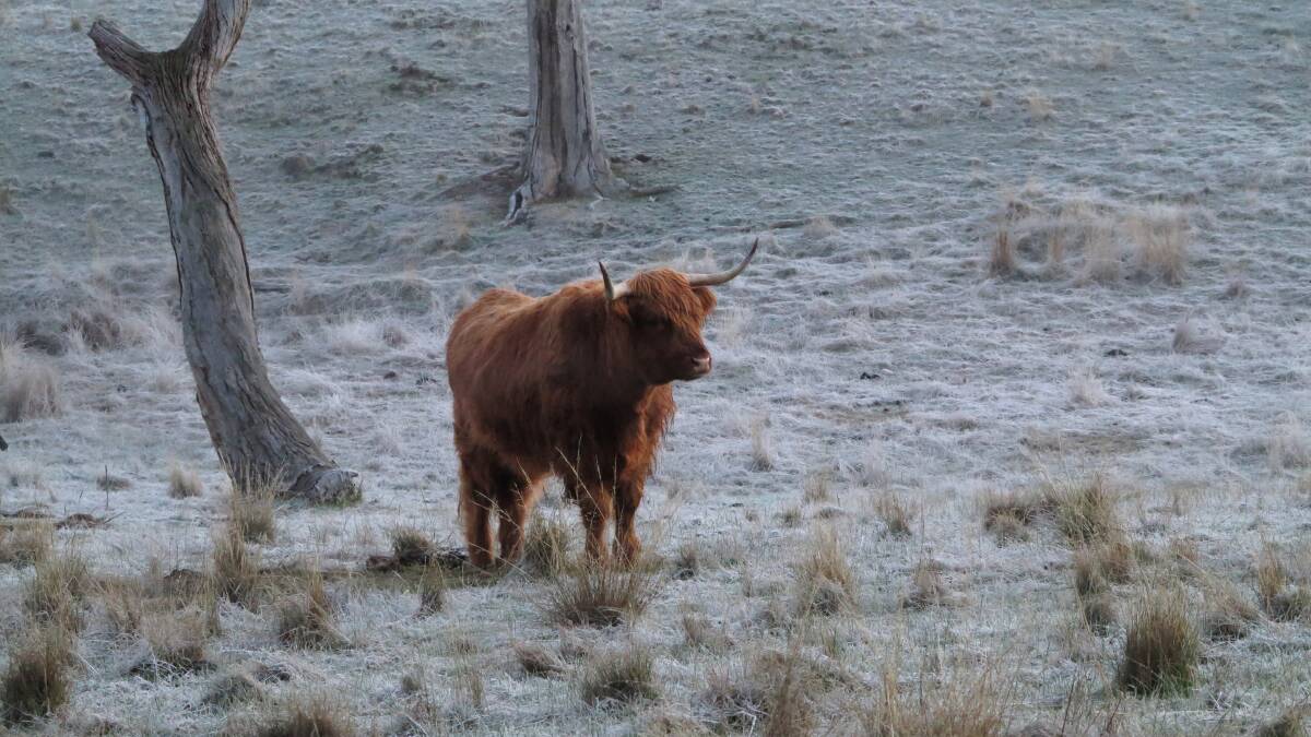 Cold frosty morning in Sedgwick.
Picture: Peter Weaving