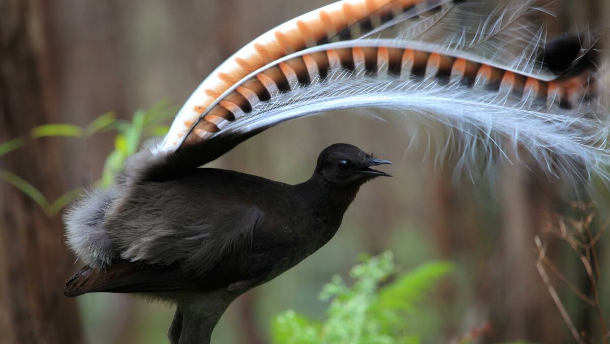 Superb lyrebirds reduced forest litter by 1.66 tonnes per hectare over a nine-month period.