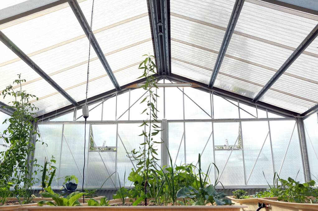 HEALTH: Paul Lamb's greenhouse. Picture: LIZ FLEMING