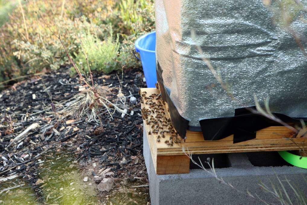 Paul Lamb's bee hive. Picture: LIZ FLEMING