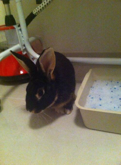 The rabbit found by Chloe Brennan.